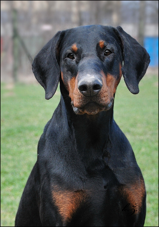 Drago (3).jpg