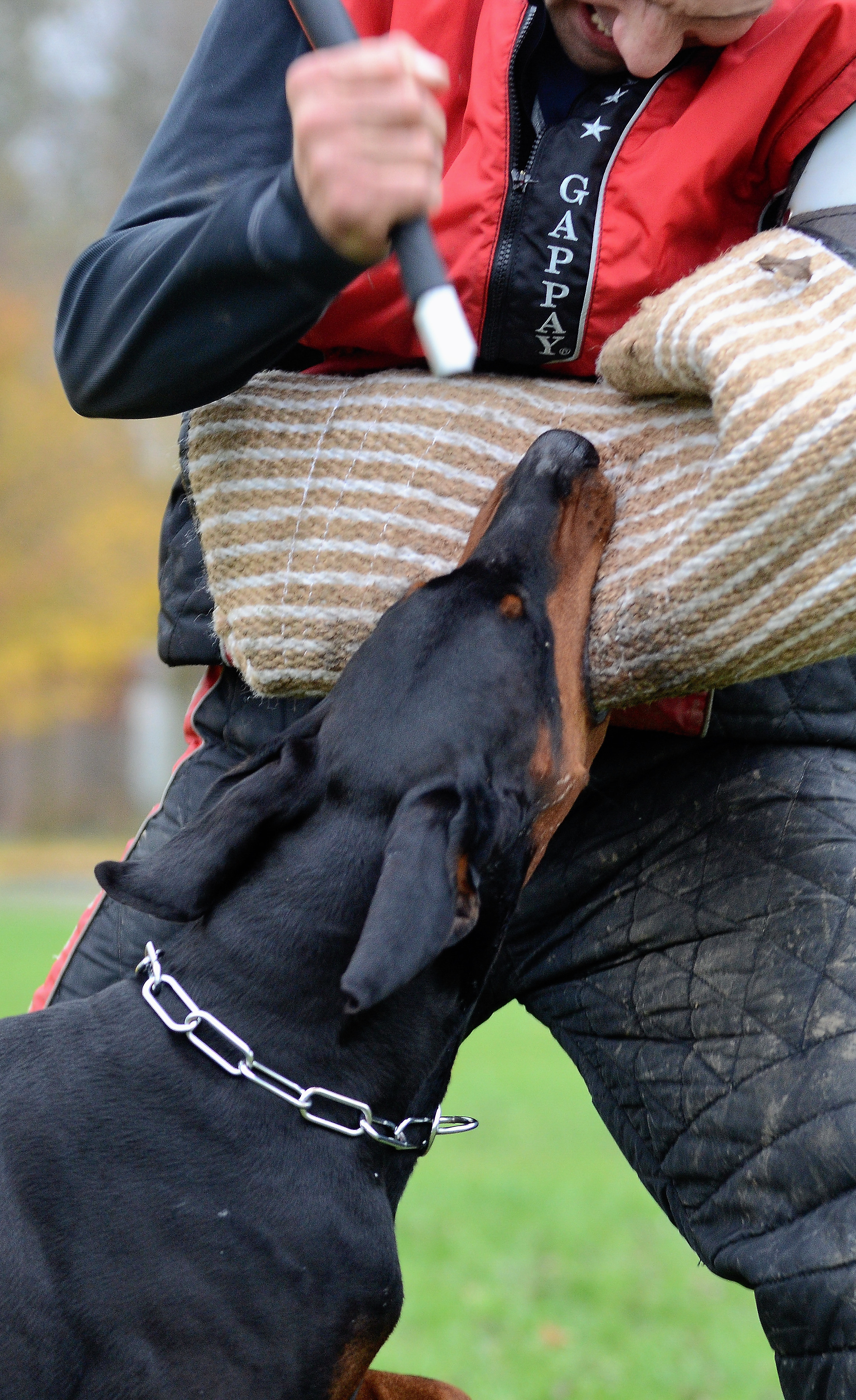 Drago (3)